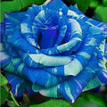 4/20/40s|Blue Dragon Rose Seeds , Cold Resistant, Open-Pollinating, Deciduous, Beautiful Blooming Flowers –Planting in Fall/Early Spring(4 Seeds)
