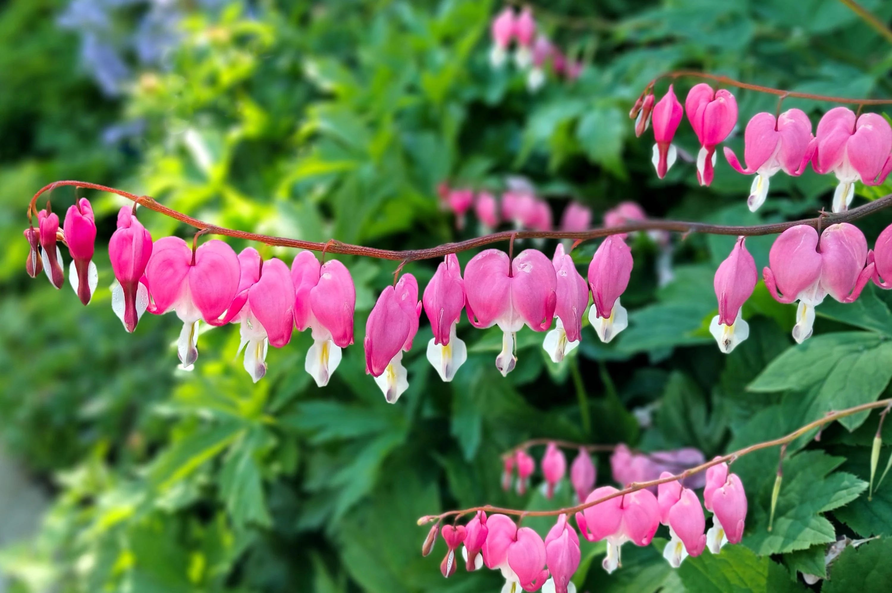 2/10/20 BLEEDING HEART - PINK Old Fashioned Dicentra Formosa Shade Flower Seeds(2 Seeds)