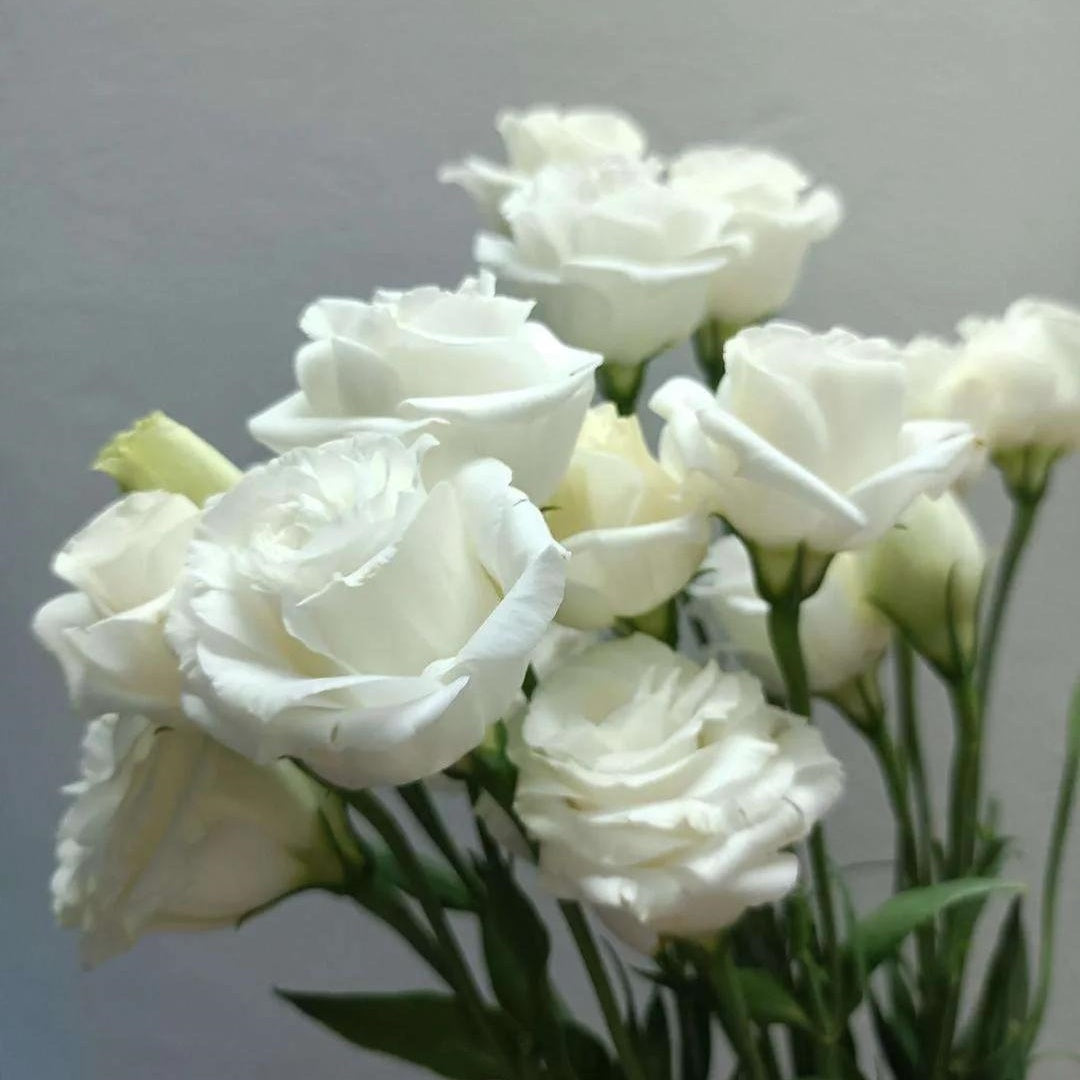 NEW! Celebrity Crystal Lisianthus, Ruffled Celebrity III, Cut Flowers, Eustoma Grandiflorum(20 Seeds)