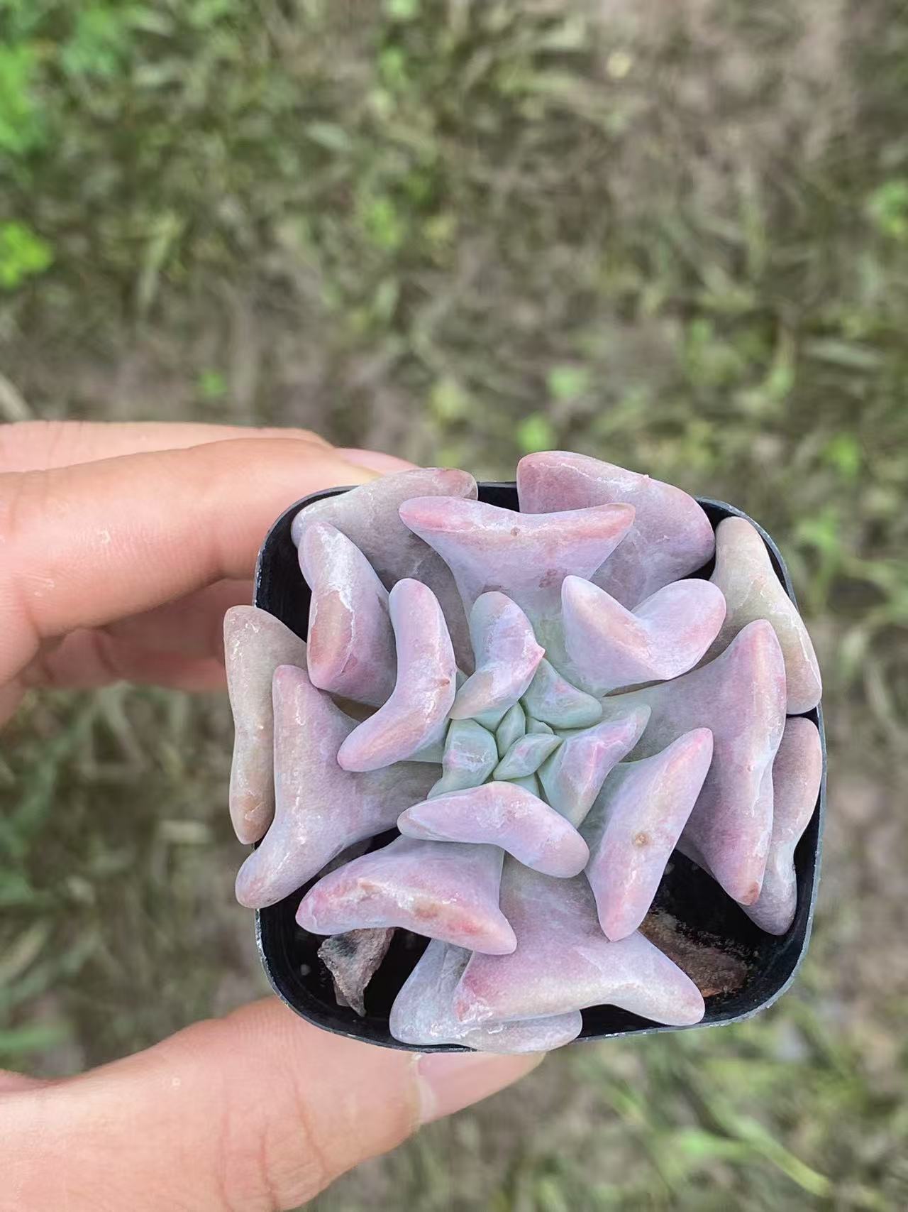 Echeveria 'Exotic' , Live succulent Rooted in a 2-inch pot, Cute collection of mini succulent plants to inspire, gift, and decorate(1pc)
