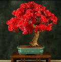 2/10/20PCS Red Bougainvillea Spectabilis Seeds Perennial Bonsai Plant Seeds(2 Seeds)