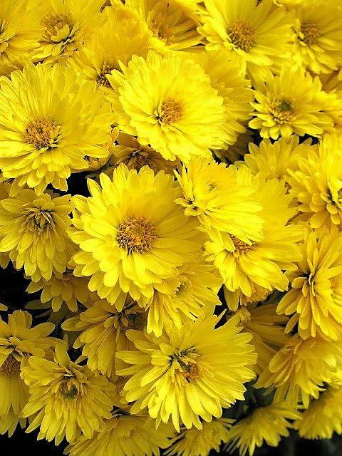 100/500/1000 YELLOW CHRYSANTHEMUM Morifolium Flower Seeds(100 Seeds)