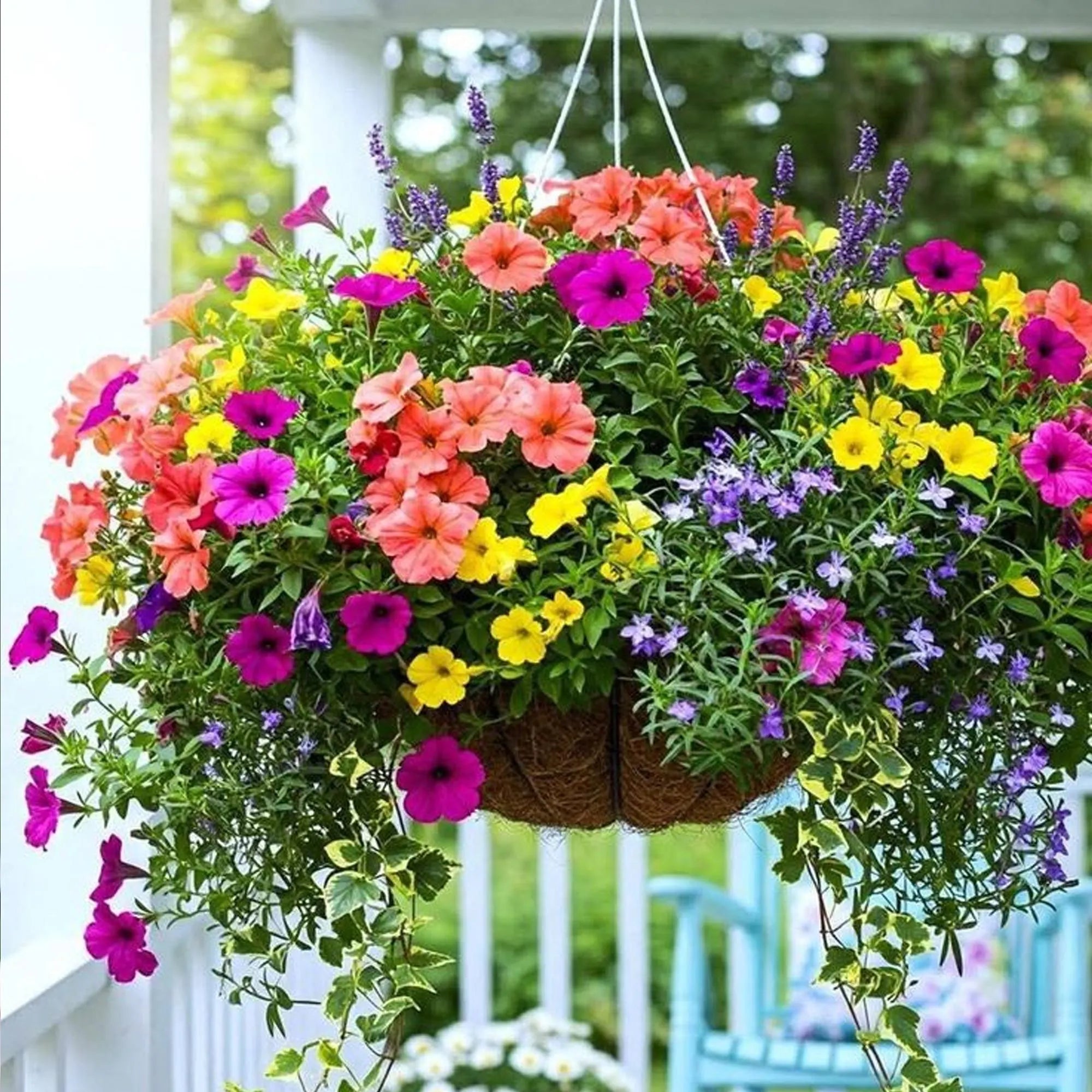 120/600/1200+ Seeds | Petunia Flower Seeds | Mixed Colors Annual | Long Blooming | Container  Hanging Basket Favorite | Non-GMO Garden Seeds(120 Seeds)