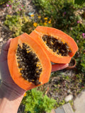 Organically Grown Mystery Papaya Seeds(4 Seeds)