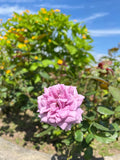 Rare Purple Rose English Rose Vibrant Flower 4/20/40 Seeds(4 Seeds)