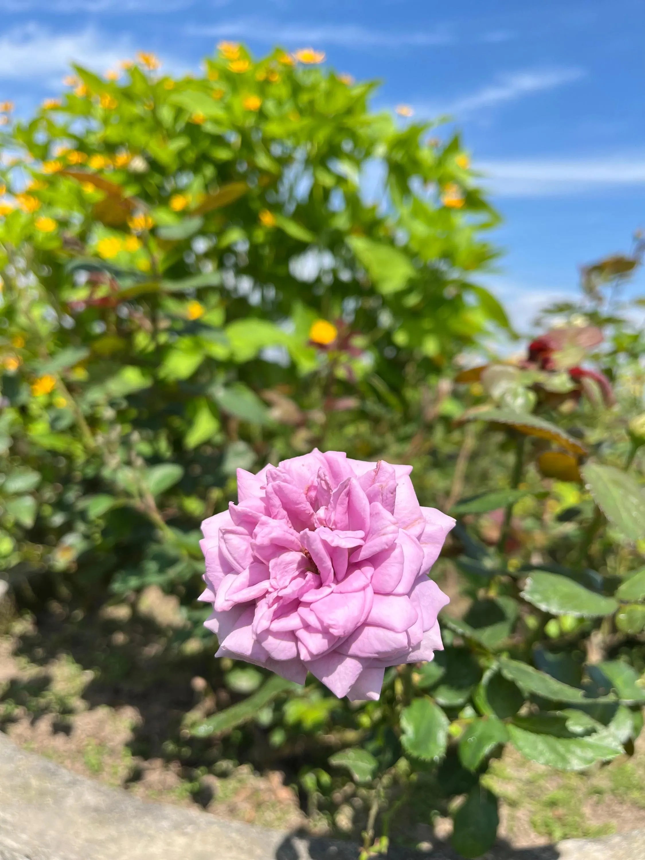 Rare Purple Rose English Rose Vibrant Flower 4/20/40 Seeds(4 Seeds)