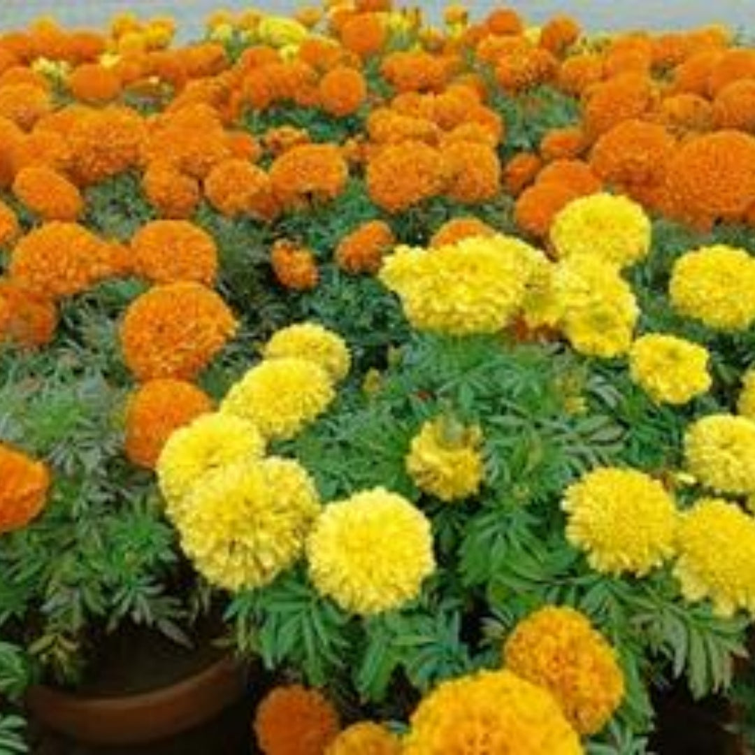 Petite French Marigold Seeds – Best Seller! Heirloom Flower, Compact and Dwarf Variety, and Vibrant Blooms | 50/250/500 Seeds(50 Seeds)