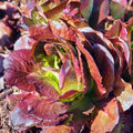 Red Romaine Lettuce Seeds 200/1000/2000+ Lactuca Sativa Vegetable Heirloom(200 Seeds)