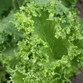 Mustard Seeds, Southern Giant Curled Mustard, NON-GMO, Heirloom Seed, 40/200/400 Seeds(40 Seeds)