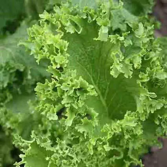 Mustard Seeds, Southern Giant Curled Mustard, NON-GMO, Heirloom Seed, 40/200/400 Seeds(40 Seeds)