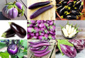 Please Read This is A Mix 60/300/600 Eggplant Mix Seeds 11 Varieties Heirloom Non-GMO Aubergine, Asian, European, Italian, White, Profilic, Super Delicious, from USA(60pcs)