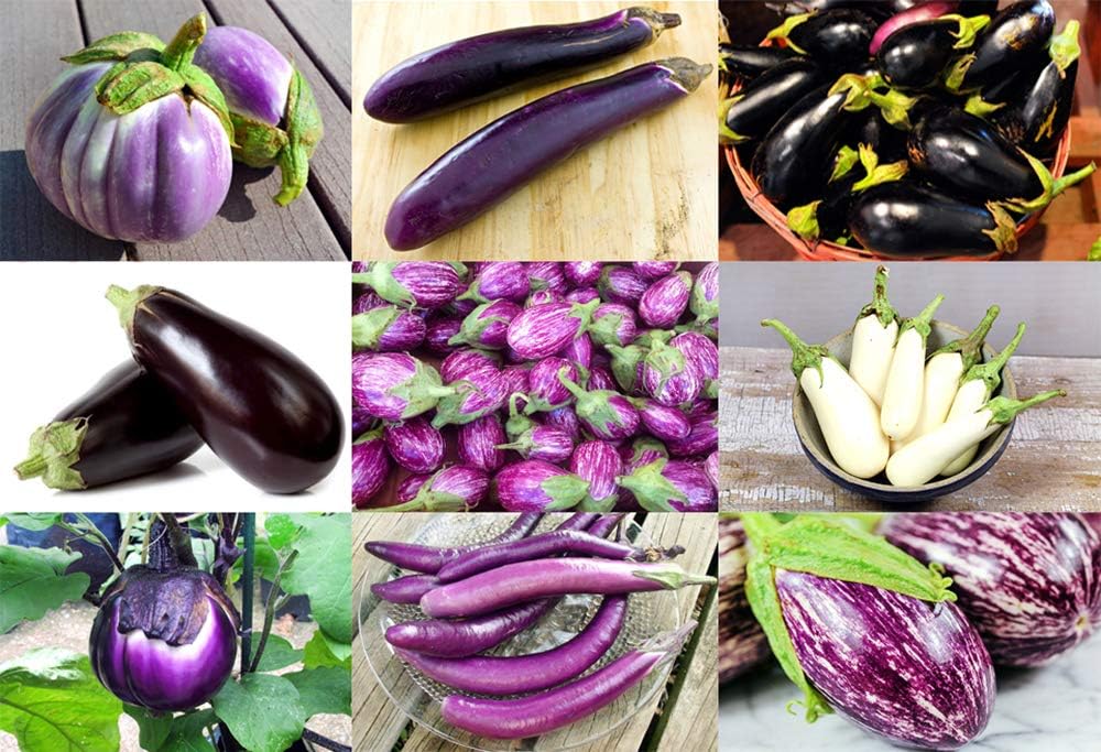 Please Read This is A Mix 60/300/600 Eggplant Mix Seeds 11 Varieties Heirloom Non-GMO Aubergine, Asian, European, Italian, White, Profilic, Super Delicious, from USA(60pcs)