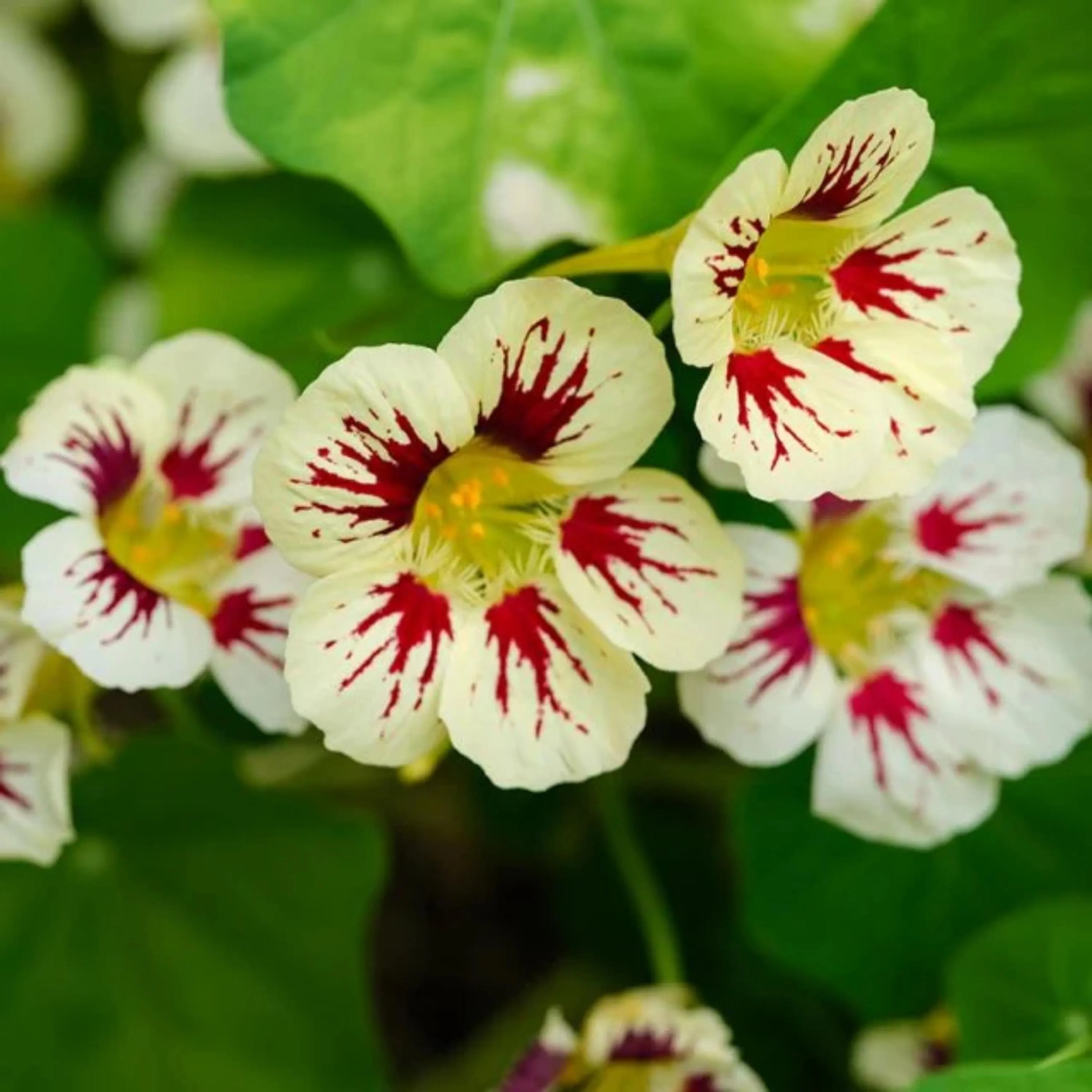 Orchid Cream Nasturtium Seeds - Fast Growing - Flowering -Open-Pollinating - Draft Resistant -Dwarf - Plant in Spring/Late Winter(5 Seeds)