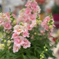 100+ Seeds | DoubleShot Appleblossom Snapdragon Seeds Pink White Bicolor Flower Seeds For Planting, Annual Garden Non-GMO(100 Seeds)
