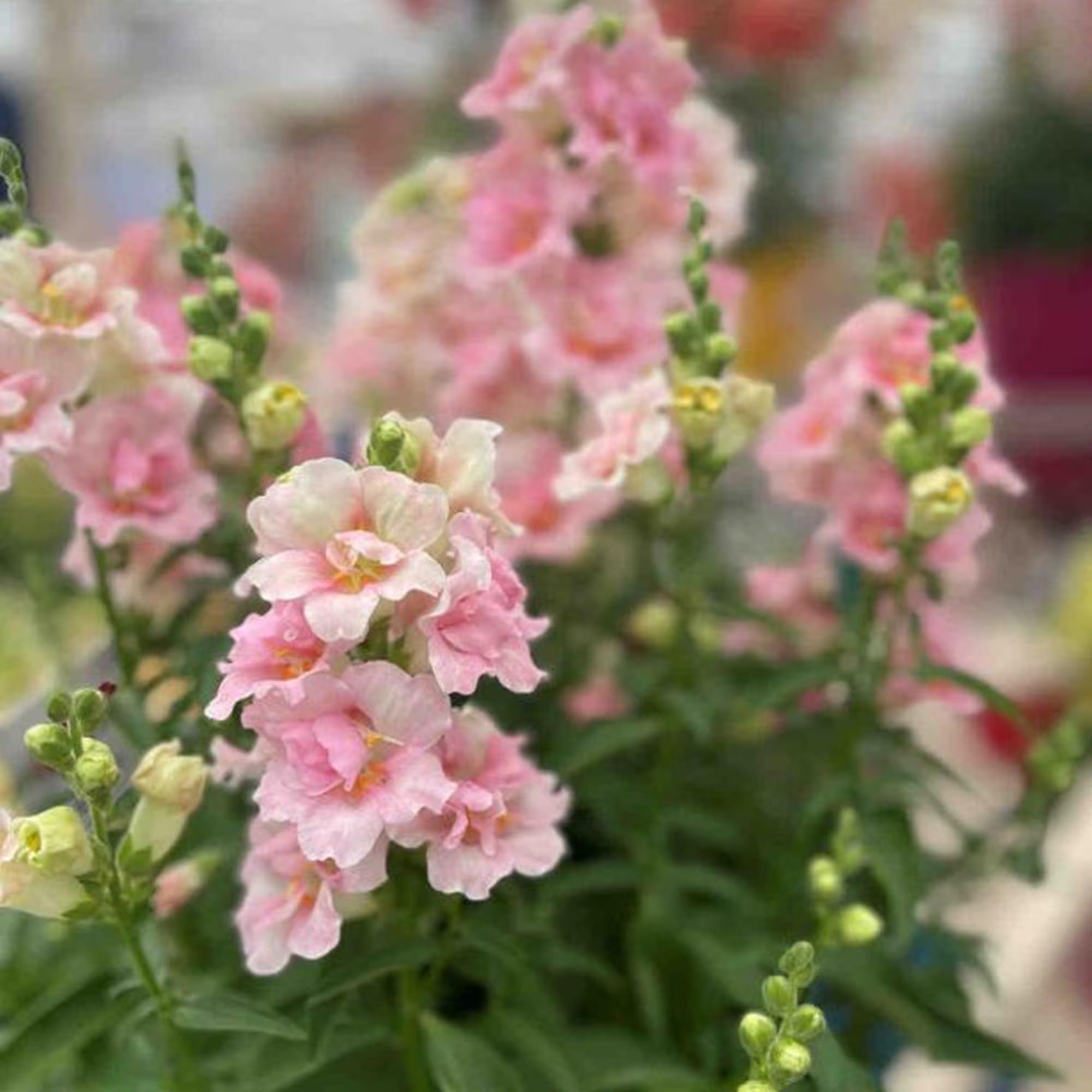 100+ Seeds | DoubleShot Appleblossom Snapdragon Seeds Pink White Bicolor Flower Seeds For Planting, Annual Garden Non-GMO(100 Seeds)