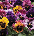 NEW! Fizzy Fruit Salad Pansy Seeds, Viola wittrockiana(4 Seeds)