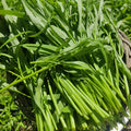 Water Spinach Seed  - Rau Muong La Tre - Kangkong Seeds- Kong Xin CAI- Water Morning Glory Seed - Ong Choy Seeds - Vegetable Seeds(120 Seeds)