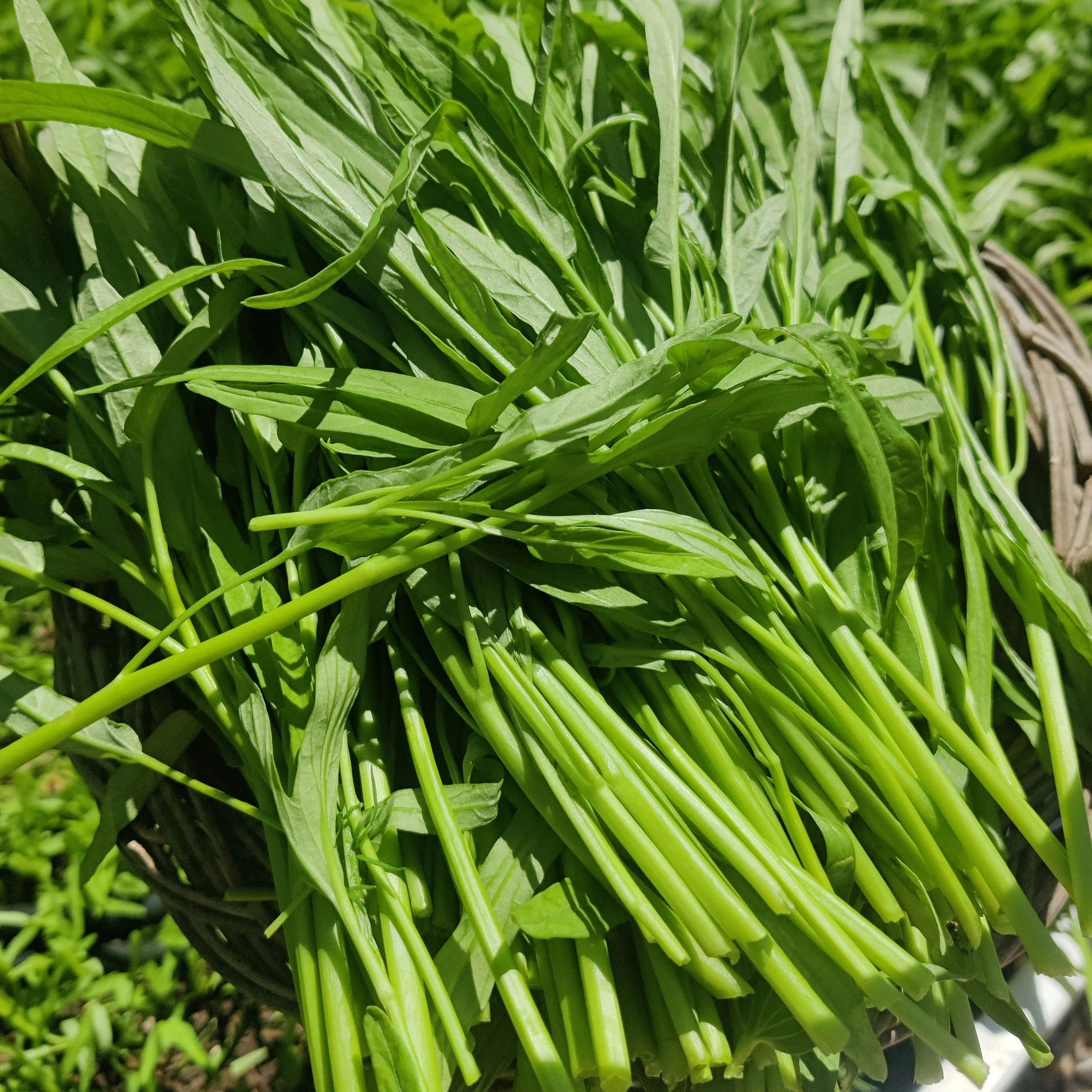 Water Spinach Seed  - Rau Muong La Tre - Kangkong Seeds- Kong Xin CAI- Water Morning Glory Seed - Ong Choy Seeds - Vegetable Seeds(120 Seeds)