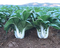 100/500/1000 White Stem Baby Pak Choi  Seeds, Nail Bai Cai, Dwarf Bok Choy, Asian Vegetable, Cải Thìa Heirloom Non-GMO(100 Seeds)