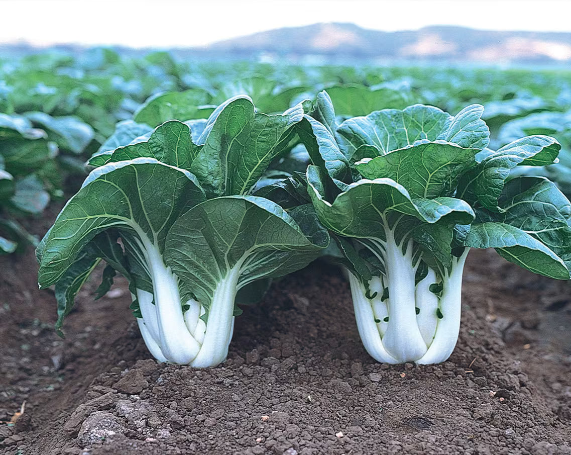 100/500/1000 White Stem Baby Pak Choi  Seeds, Nail Bai Cai, Dwarf Bok Choy, Asian Vegetable, Cải Thìa Heirloom Non-GMO(100 Seeds)