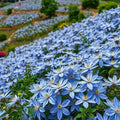 10/50/100 Blue Downy Clematis Seeds – Macropetala Hybrid – Hardy Climbing Vine Perennial Flower(10 Seeds)