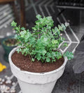 Eucalyptus seeds pack, Silver dollar eucalyptus seeds, blue eucalyptus seeds, pulverulenta eucalyptus seeds(20 Seeds)
