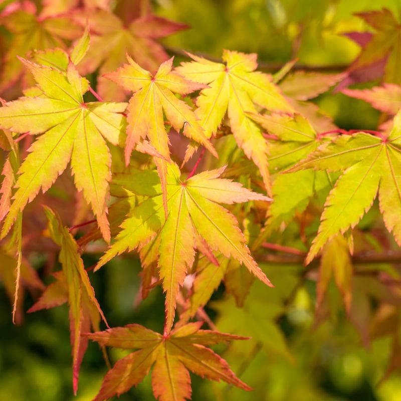 Summer Gold Japanese Maple Tree (Acer Palmatum;Summer Gold;) Seeds(2 Seeds)