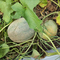 Cantaloupe Seeds(5 Seeds)