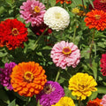 State Fair Zinnia Seeds 100+ Flower Elegans Annual MIXED USA(100 Seeds)