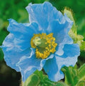 Blue Poppy Himalayan Meconopsis Seeds Rare Perennial Flower | 40/200/400 Seeds for Home Garden | Hardy Cold-Climate Blooming Plant(40 Seeds)