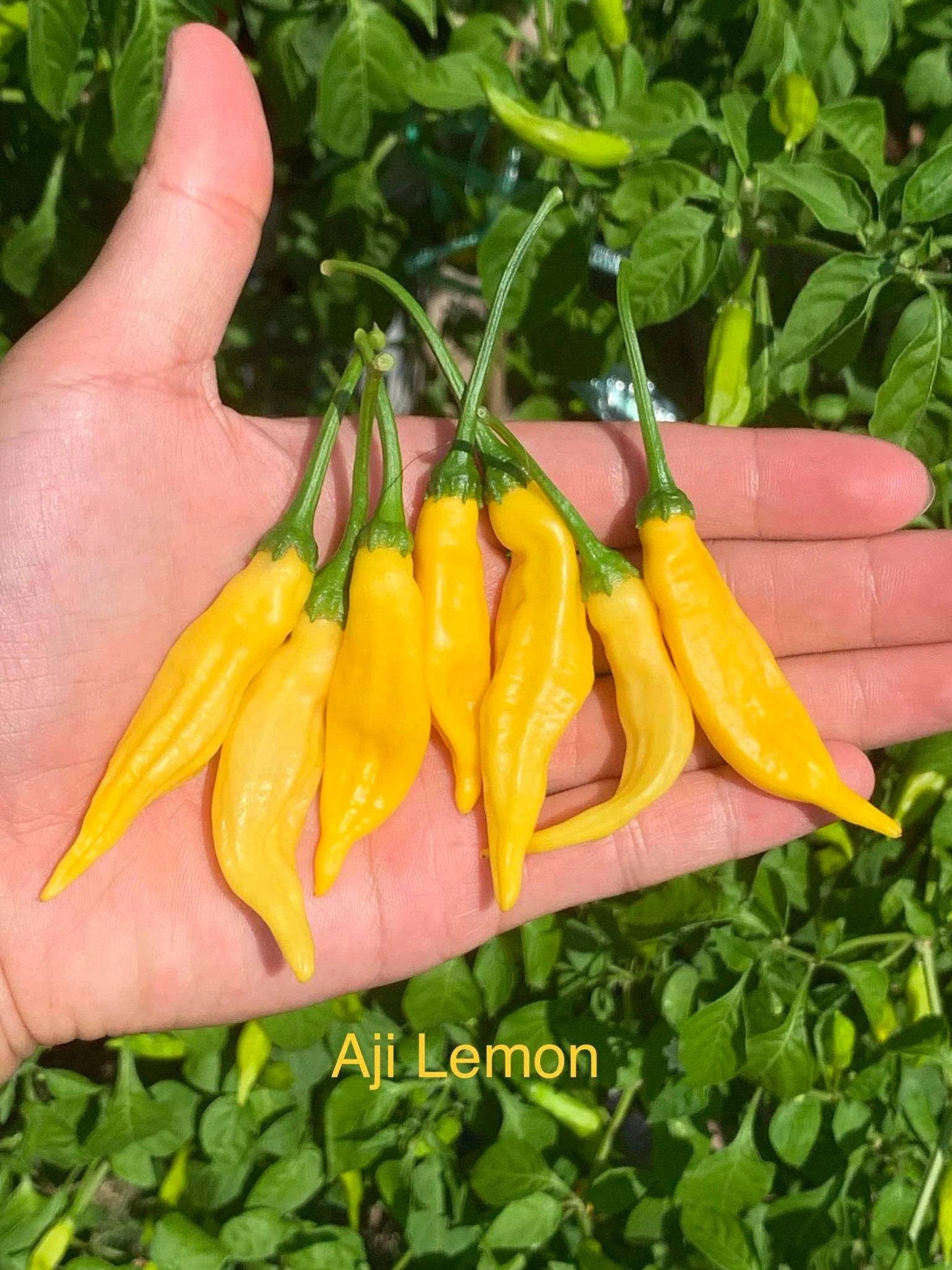 Aji Lemon Drop Pepper Seeds(20 Seeds)