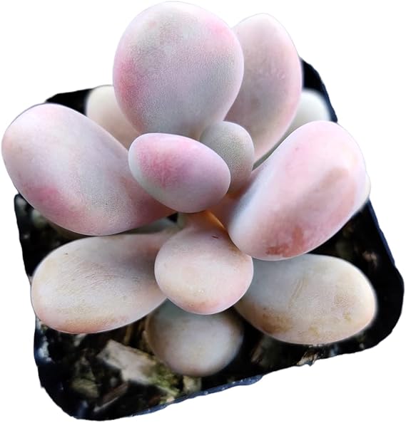 Pachyphytum oviferum  Pink Moonstone Succulents, Rare Smalndoor House Plants for Home GardenWedding Decor Party Favor.(1pc)