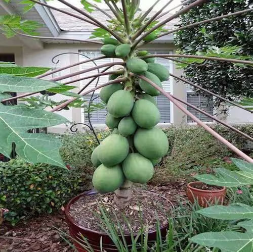 Solo Sunset Papaya Seeds Fruit Tree, Fast Growing 9 Months, Shipped with Tracking, Tropical Fruit Plant(20 Seeds)