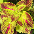Coleus (seeds) Magenta Sunrise, Vibrant Ornamental Plant, Rare Seeds for Planting, Great for Outdoors and Indoors, Gift for Gardener(20 Seeds)