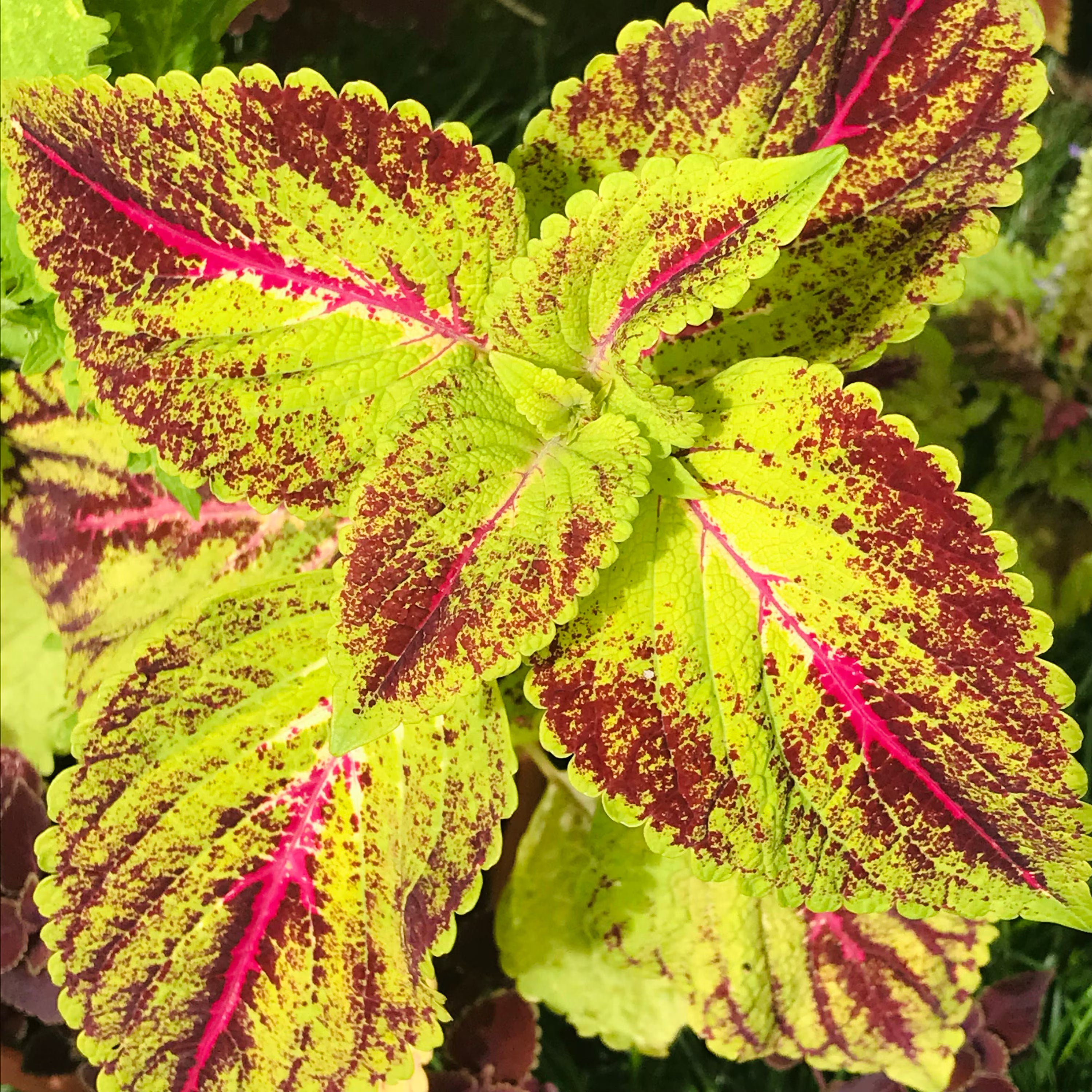 Coleus (seeds) Magenta Sunrise, Vibrant Ornamental Plant, Rare Seeds for Planting, Great for Outdoors and Indoors, Gift for Gardener(20 Seeds)