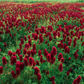 Crimson Clover Seeds – Vibrant Red Blooms 50/250/500 Seeds | Cover Crop, Pollinator Magnet  Soil Enricher(50 Seeds)