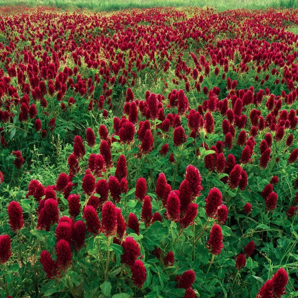 Crimson Clover Seeds – Vibrant Red Blooms 50/250/500 Seeds | Cover Crop, Pollinator Magnet  Soil Enricher(50 Seeds)