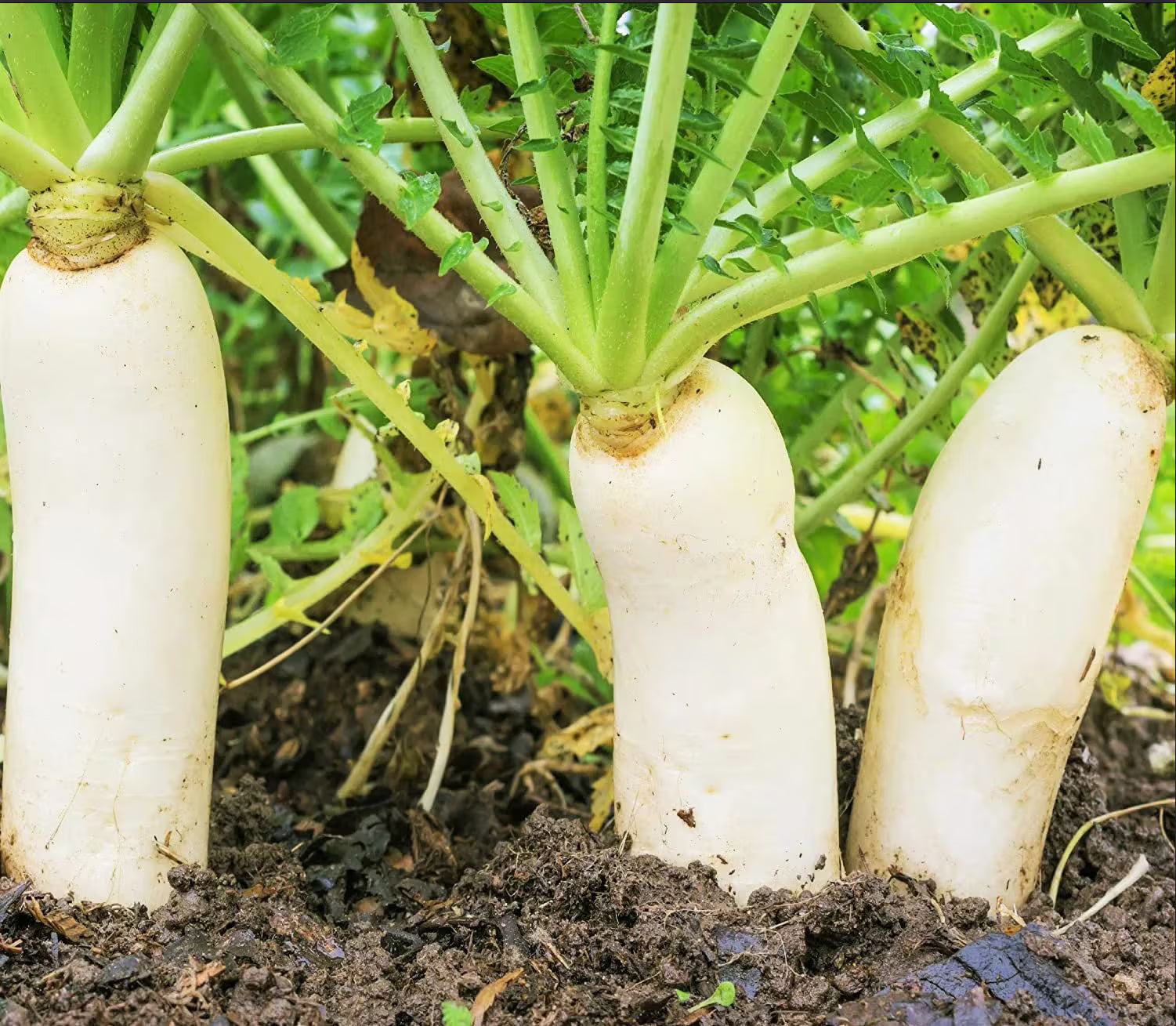 Daikon Radish seeds Japanese White Radish garden(20 Seeds)