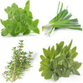 Perennial Herb Seeds Variety Pack – 100/500/1000 PCS Non-GMO Chives, Greek Oregano, Sage, German Winter Thyme – Heirloom Culinary Herb Garden Seeds for Planting Indoors  Outdoors(100PCS)