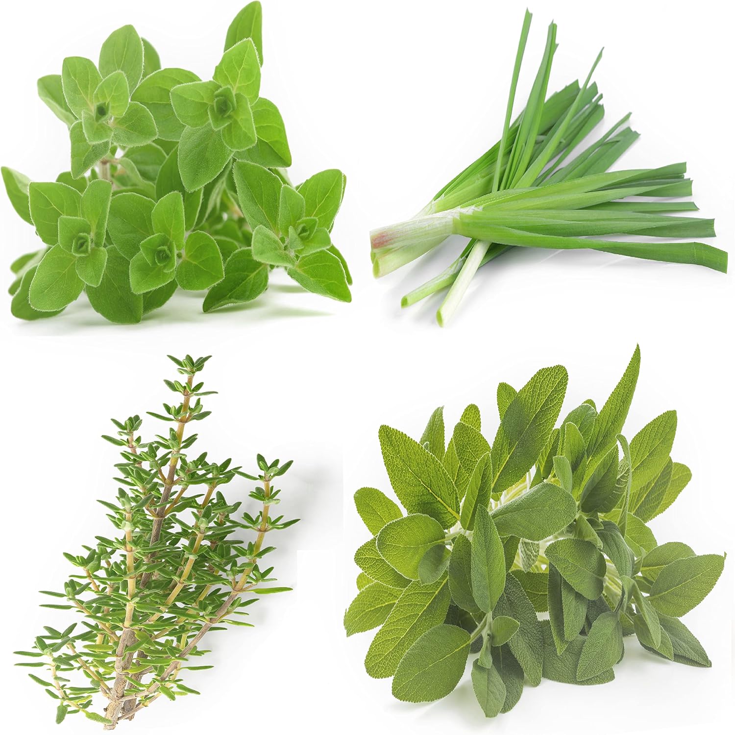 Perennial Herb Seeds Variety Pack – 100/500/1000 PCS Non-GMO Chives, Greek Oregano, Sage, German Winter Thyme – Heirloom Culinary Herb Garden Seeds for Planting Indoors  Outdoors(100PCS)