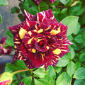 2/8/16 Rare Firebird Rose Seeds – Exotic Perennial Flower, Colorful Garden Plant, Unique Roses for Planting, Easy Grow for Gardener(2 Seeds)