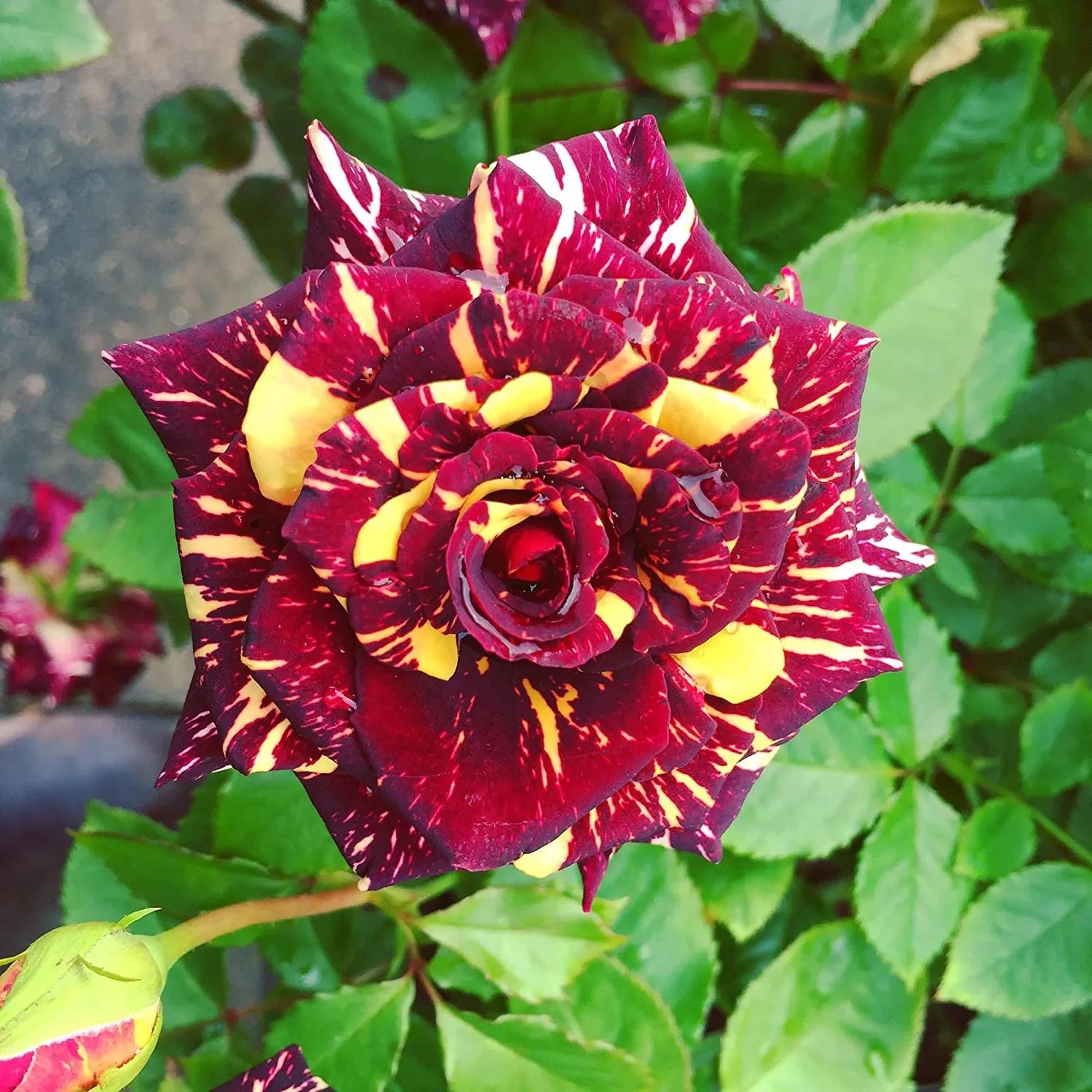 2/8/16 Rare Firebird Rose Seeds – Exotic Perennial Flower, Colorful Garden Plant, Unique Roses for Planting, Easy Grow for Gardener(2 Seeds)