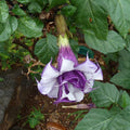 4/20/40+ Seeds | Purple Trumpet Datura Seeds, Unique Double Blooms, Exotic Ornamental Flower for Night Gardens(4 Seeds)