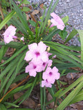 5/25/50- Dwarf Pink Mexican Petunia Seeds(5 Seeds)