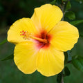 Yellow Hibiscus Seeds - Perennial - Edible, Cold Resistant, Showy Flowers, Attracts Pollinators - Plant in Spring or Early Summer(4 Seeds)