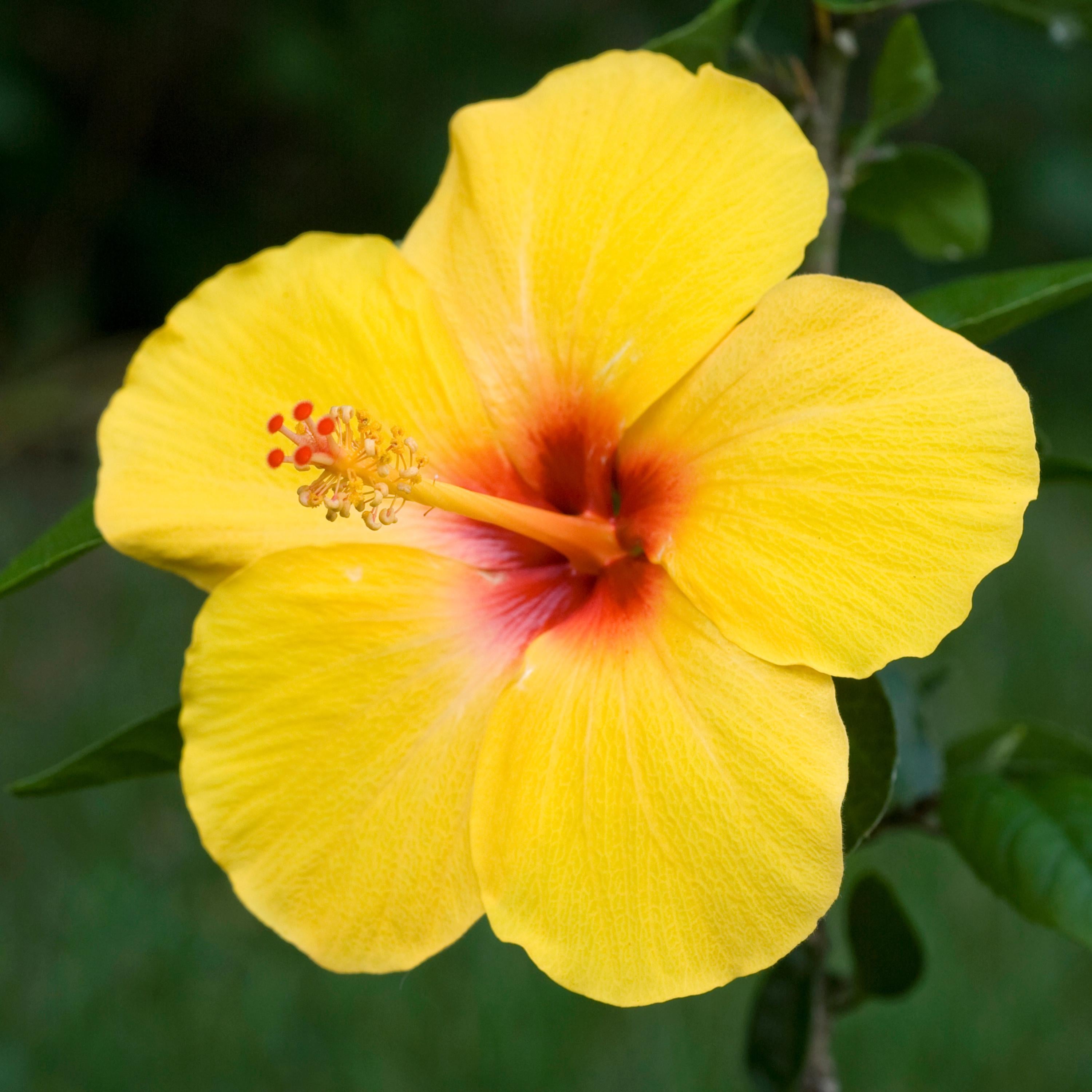 Yellow Hibiscus Seeds - Perennial - Edible, Cold Resistant, Showy Flowers, Attracts Pollinators - Plant in Spring or Early Summer(4 Seeds)
