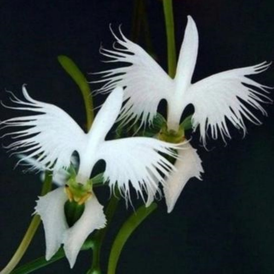 40/200/400 PCS Dove Orchid White Egret Flower Seeds Plant Garden Heirloom(40pcs)
