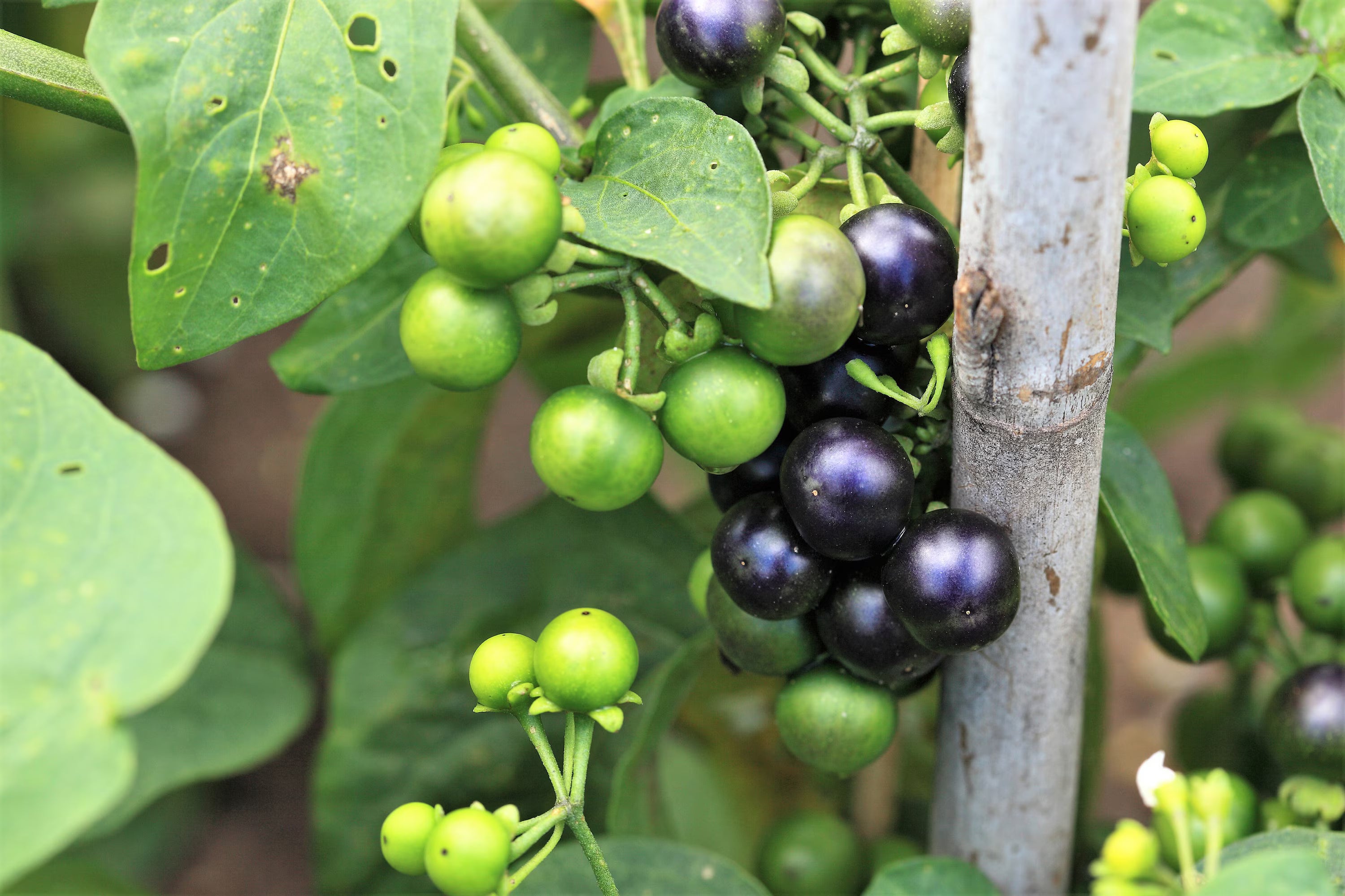 20/100/200 GARDEN HUCKLEBERRY (Ground Cherry) Solanum Melanocerasum Berry Fruit Bush Seeds(20 Seeds)