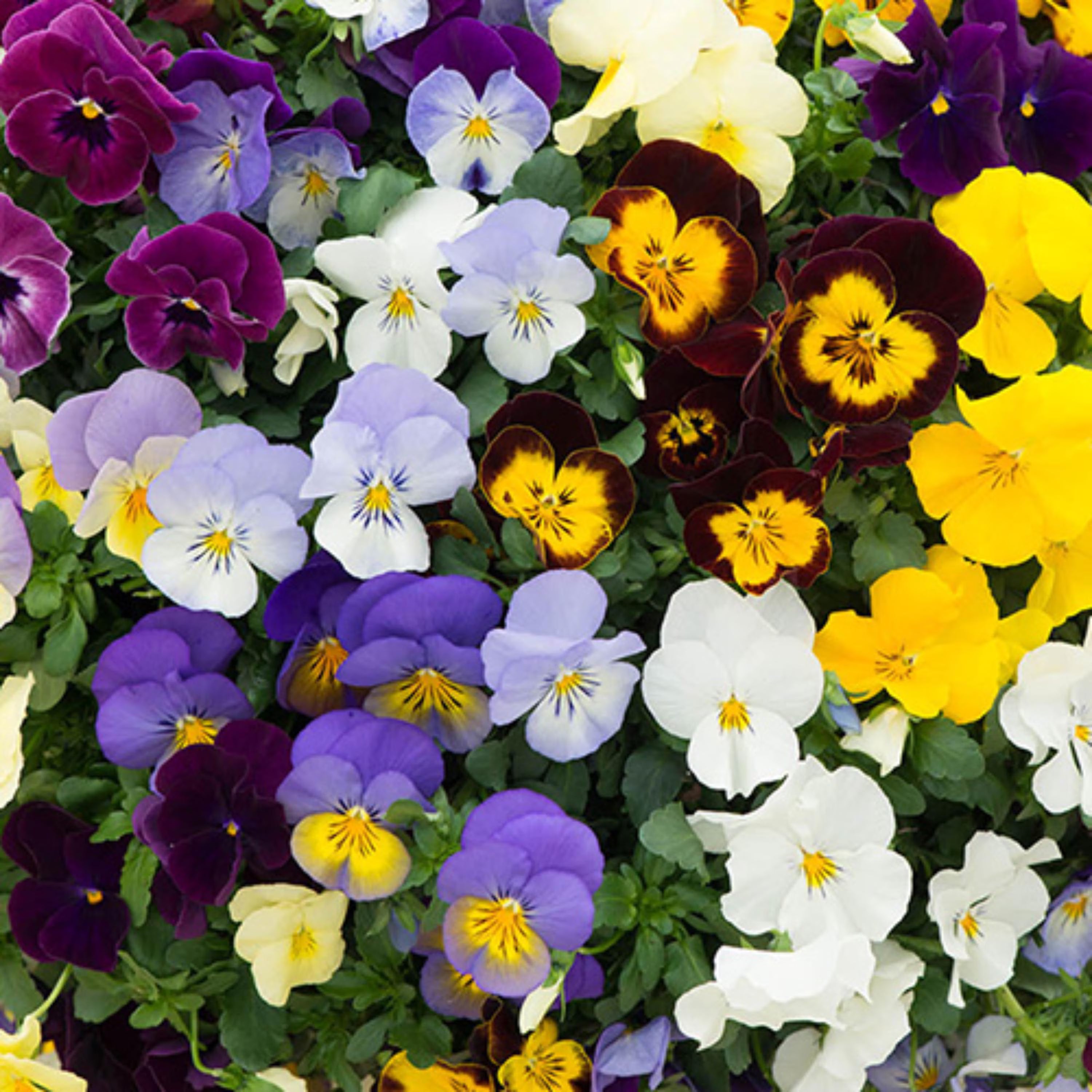 Pansy Cool Wave Mix Seeds-Cold Resistant-Self-Pollinating-Open-Pollinating -Draft Resistant -Plant in late Summer/ early Spring(50 Seeds)