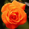 40+ Seeds | Orange Hybrid Tea Rose Seeds - Perennial - Authentic Seeds - Mix Seeds - Late Winter to Early Spring Planting Time(40 Seeds)